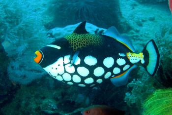 Philippines, Puerto Galera: a clown trigger fish; Nikon C... by Ugo Gaggeri 