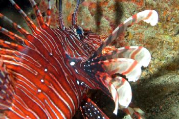 The Philippines, Puerto Galera, Fishermen's Cove; Pterois... by Ugo Gaggeri 