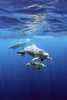 Spotted Dolphins: Placencia, Belize by Matthew Timberger 