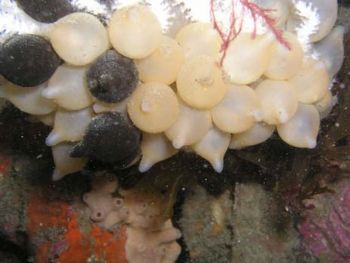 Cuttlefish eggs or what you want to imagine. Olympus C505... by Ramón Núñez Orjales 