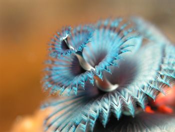 Macro on Xmas tree worm using Nikon CP5000 and DX90 singl... by Richard Ng 