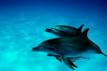Wild Atlantic Spotted dolphins (stenella frontalis) while... by Ian Brooks 