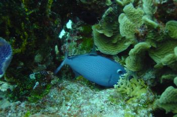 Sargassum Trigger slipping into her hiding spot by Alan Manning 
