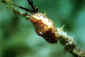 Flamingo Tongue Snail - West End Bahamas:  60mm macro len... by Ian Brooks 
