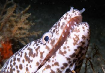 This moray was peeking out of a metal pipe at Blue Heron ... by Robyn Churchill 