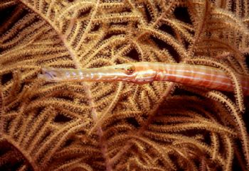 Baby trumpetfish taken at night w/Nikon N90s, 105mm lens ... by Beverly Speed 