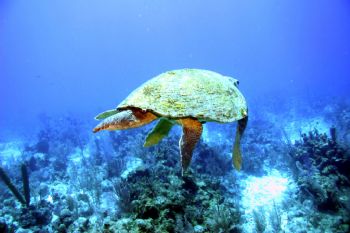 Floating in Aire, Belize by Chuck Plummer 