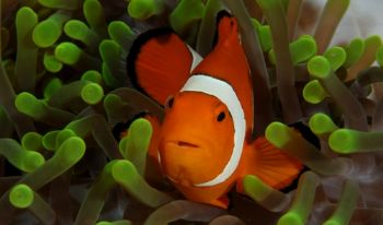 Clownfish, Wakatobi. Using a Nikon D100 with 105mm lens by David Stephens 