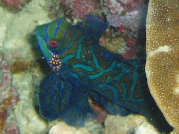 Mandarin / Philippines by Philippe Brunner 