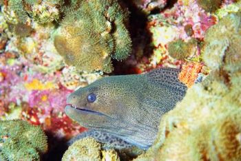 I approached this Giant Moray while descending at the sta... by Matthew Timberger 