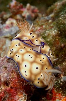 Mating Nudibranchs, Wakatobi.  Taken with a Nikon D100 an... by David Stephens 
