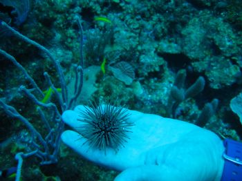 Canon S45 barier reef ambergris caye belize CA by Gil Ben-Meir 
