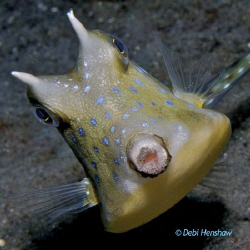 Reminds me of the joke about the wide mouth frog... punch... by Debi Henshaw 