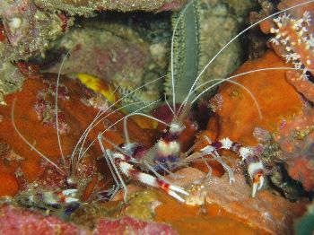 Crevettes / Philippines by Philippe Brunner 