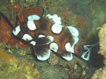 Gaterin Arlequin / Philippines by Philippe Brunner 