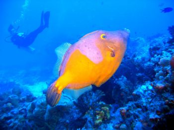 File fish and a buddy by Gil Ben-Meir 