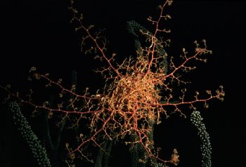 Basket Star taken at 34 feet on the Curacao Habitat house... by Dave Kolenousky 