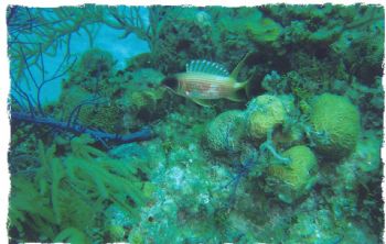 Curiosity / Squirrelfish / Grand Bahama Island by Kelly N. Saunders 