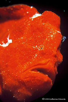 I got up close and personal wih this juvenile orange pain... by Katherine Edwards 