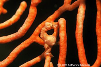 pygmy seahorse, 1 cm long, Mabul Island, Malaysia.. by Katherine Edwards 