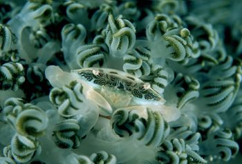Crab / F100 & 105mm + wet diopter by Greg Grant 