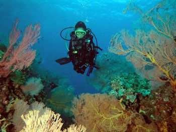 Picture shot at Tiger reef, Malaysia with twin DX90 strob... by Richard Ng 