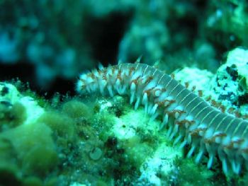 Hermodice carunculata, so wonderful and so dangerous. Tak... by Ramón Núñez Orjales 