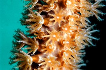 close up, 105 mm lens by Leon Joubert 