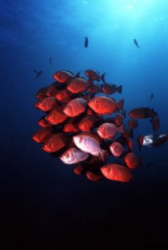 Bigeye's on Anton's, Sodwana, South Africa by Paul Hunter 