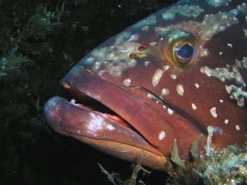 Detalle de cabeza de mero (Epinephelus marginatus). Al no... by Ramón Núñez Orjales 