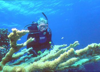 Among the shallow reef by Jerry Hamberg 