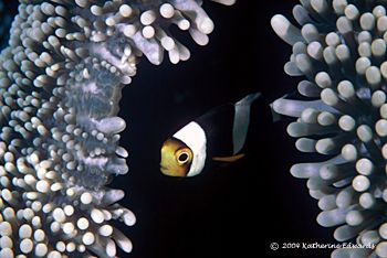 Sipadan, Malaysia by Katherine Edwards 