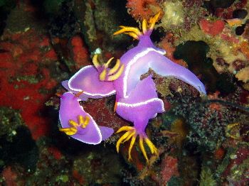 Petite partouze de nudibranches / Philippines by Philippe Brunner 
