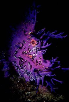 Rhinopious , Aliwaj Shoal ,South Africa by Gregory Grant 