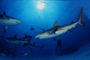Grey reefsharks, Bahamas, Nikonos RS with 13mm fisheye lens by Ernst Seeling 