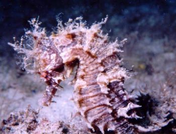This very elusive Lined Seahorse was spotted at Blue Hero... by Robyn Churchill 