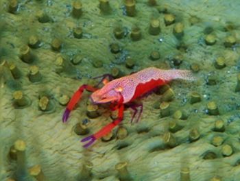 Periclimines shrimp .F100 &105mm . Indonesia by Gregory Grant 