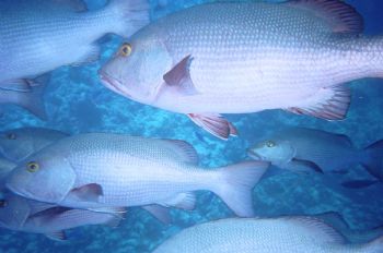 Red Snappers, Shark Reef, Red Sea. Taken with a  Sea & Se... by Heather Parry 