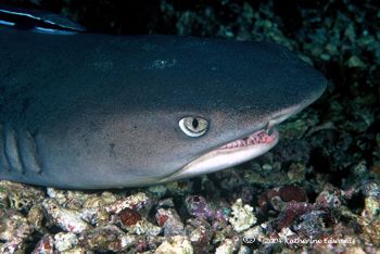 white tip shark Malaysia by Katherine Edwards 