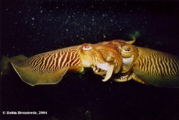 Picture taken in Holland during nightdive. NikV with 16mm... by Robin Bronsteede 