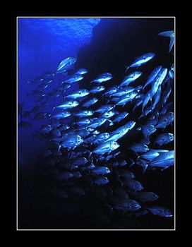 Yolanda Reef, Ras Muhammad, Red Sea.  by Johannes Felten 