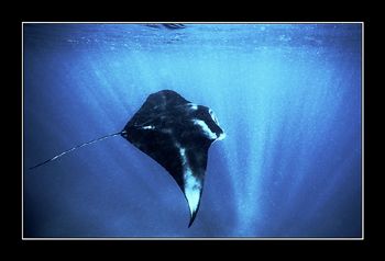 MANTA 4. Maldives Nik. V, 15mm by Johannes Felten 