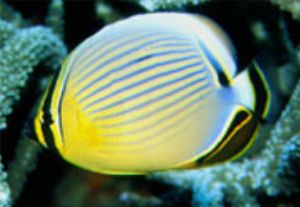 Butterflyfish in Indonesia, Nikon F100 w/ Nikkor 105mm in... by Luiz Rocha 