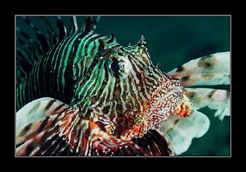 Lionfish Portrait. Sinai, Red Sea.  by Johannes Felten 
