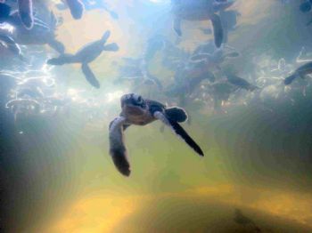 un bébé tortue de 1 jour sur une plage au sri lanka by Dourieu Charles 