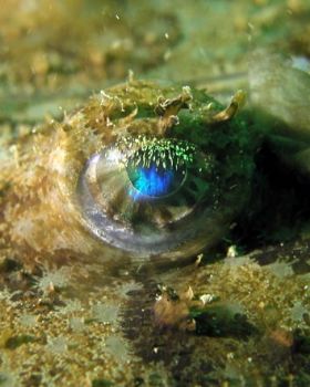 ANGLER FISH EYE, CORNWALL ENGLAND by Kevin Hunkin 