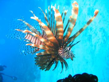 Lion Fish, Boracay, Filipines. June 2004 at 60 feet. Dive... by Alex Evengroen 