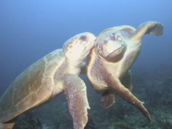 I shot these guys on Breaker's Reef drift diving in West ... by Bill O'Connor 