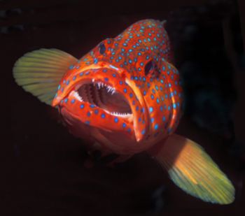 Red Sea April 2004 with F90x in Aquatica Housing plus two... by Len Deeley 
