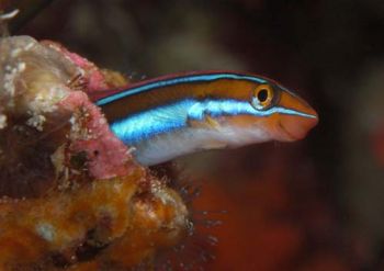 Taken in Wakatobi with Nikon D100 by David Stephens 